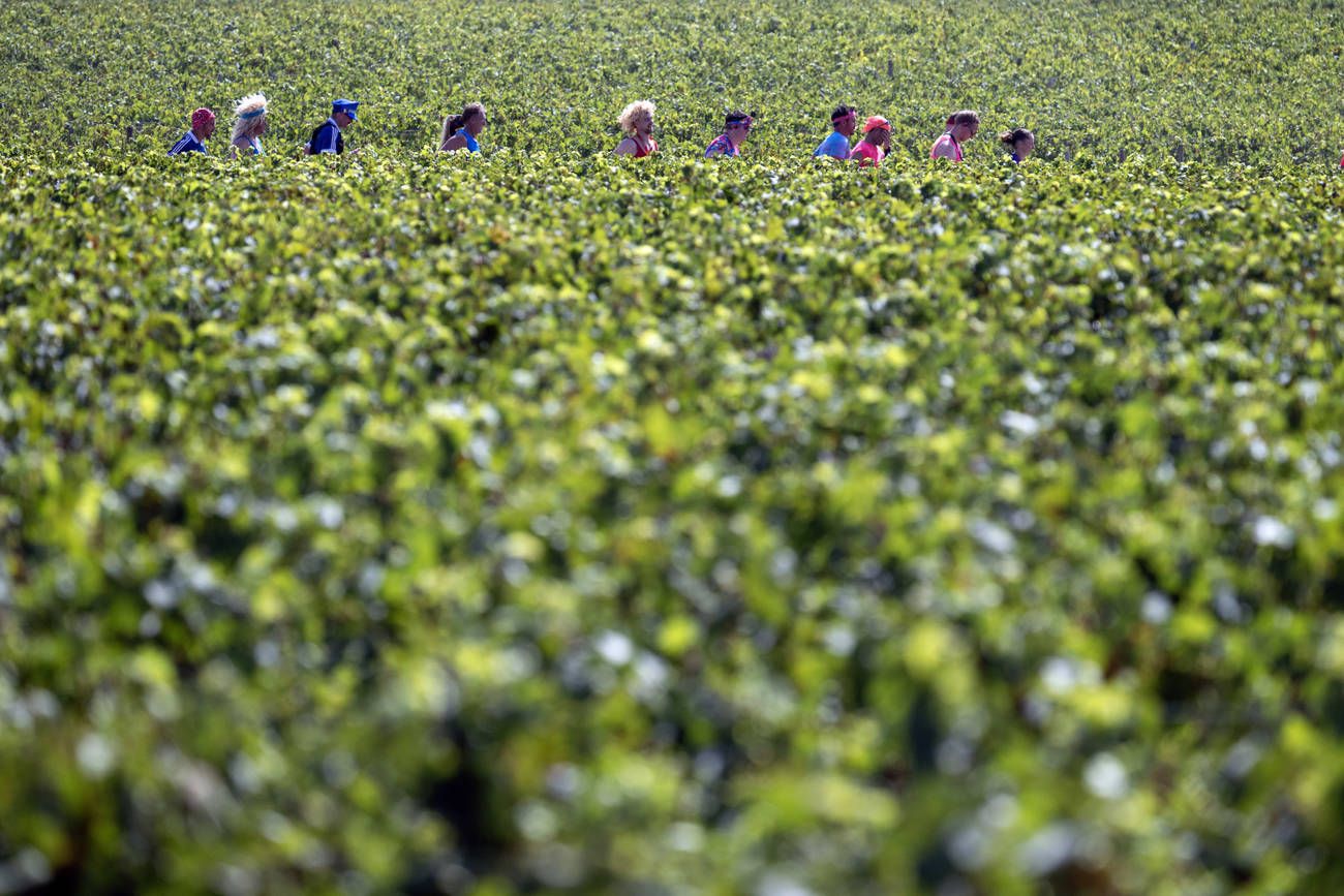 ワイン用のブドウ畑の中を通るコース (Photo: James Hill / The New York Times)