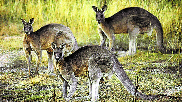 2018年オーストラリアカンガルーPCGS MS70 EARLYISSUE 2018年