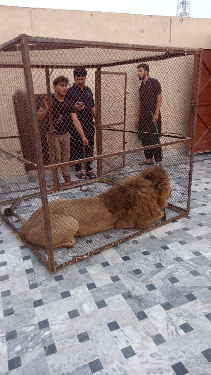 多頭飼育のライオンが人襲う　パキスタンで18頭保護