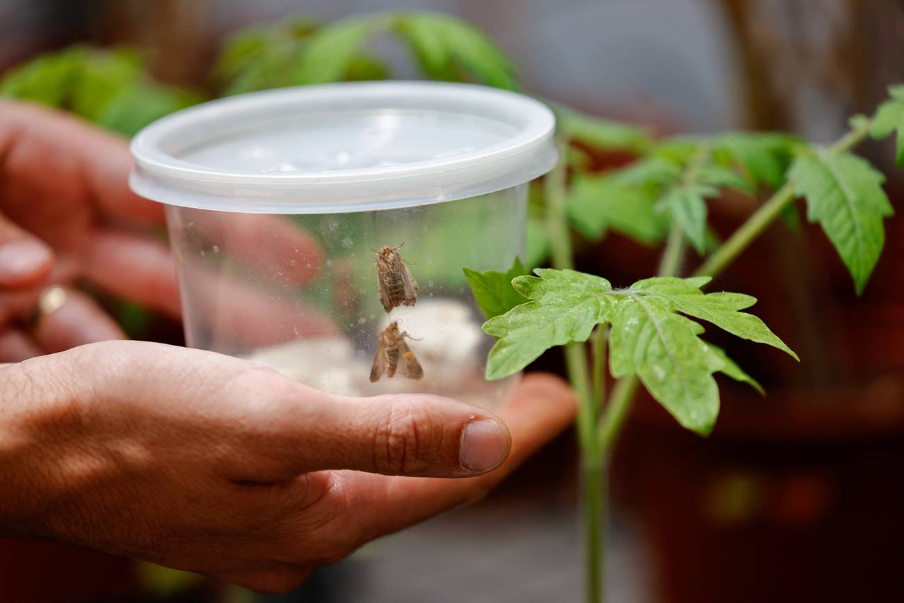 Israeli research finds that when plants talk, insects listen for egg survival
