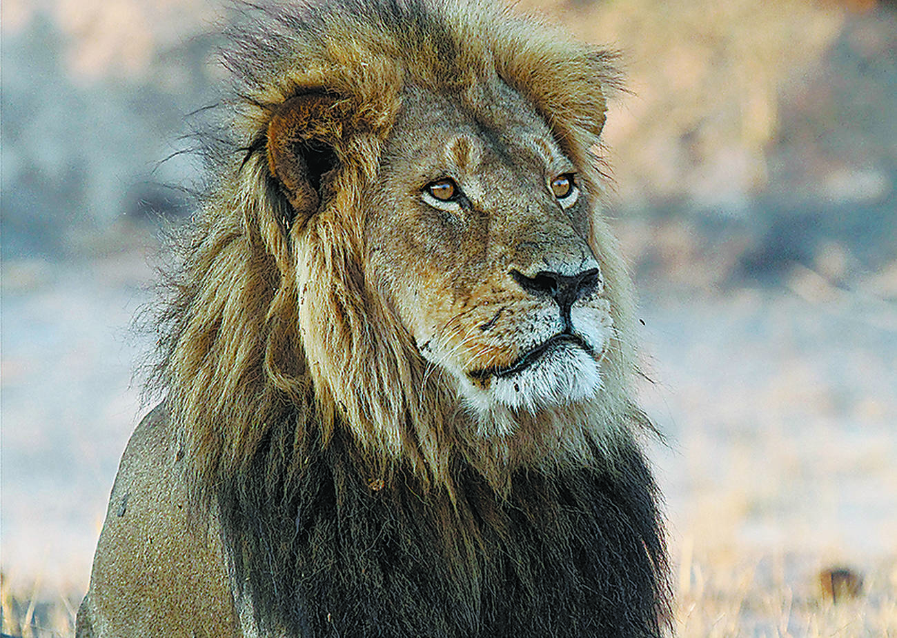 Outrage after trophy hunter kills a lion that was part of a research project