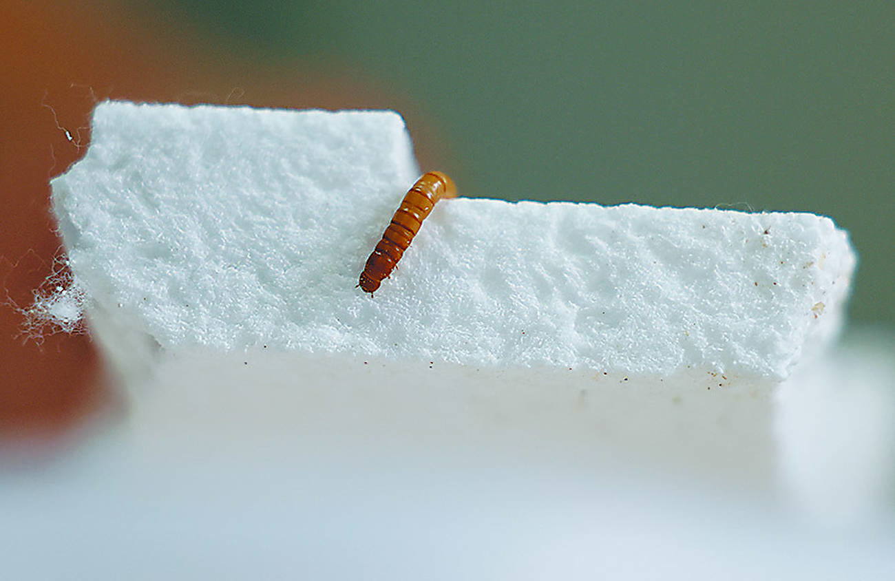 プラごみ問題は虫だのみ　セルビア、ポリスチレン食べるミールワームで実験開始