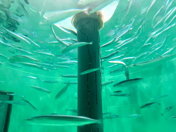 マルハニチロ、サンマ養殖に世界初成功　水槽の試験飼育で100グラム超、事業化も視野