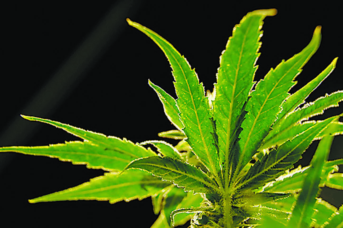 Drug made from marijuana reduced chronic back pain in a large study