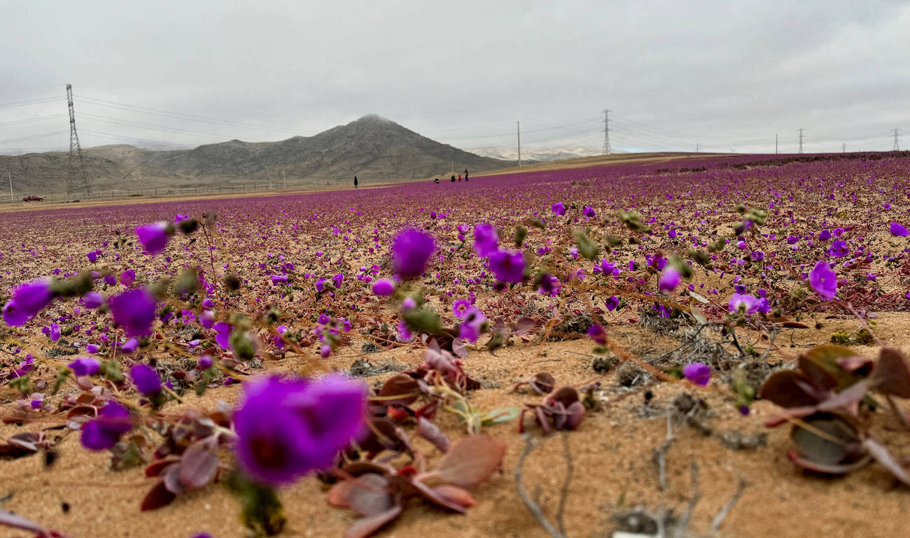 Flower in Chile’s Atacama desert could hold key to drought tolerant crops