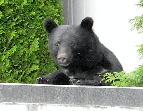 クマ被害の死傷者数、最多ペースで増加　66%が生活圏で発生