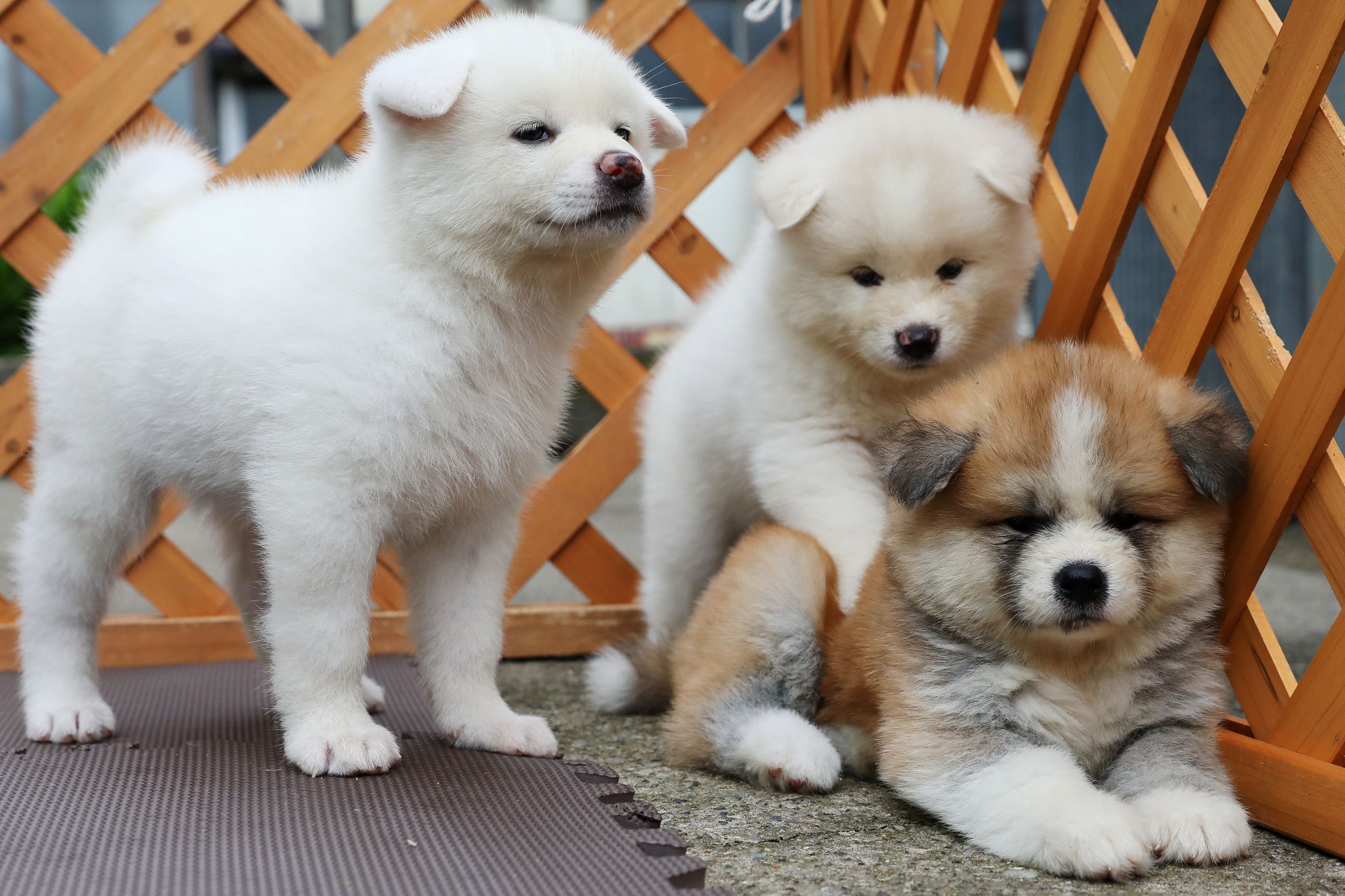 Study: Doggie diversity in size and shape began at least 11,000 years ago