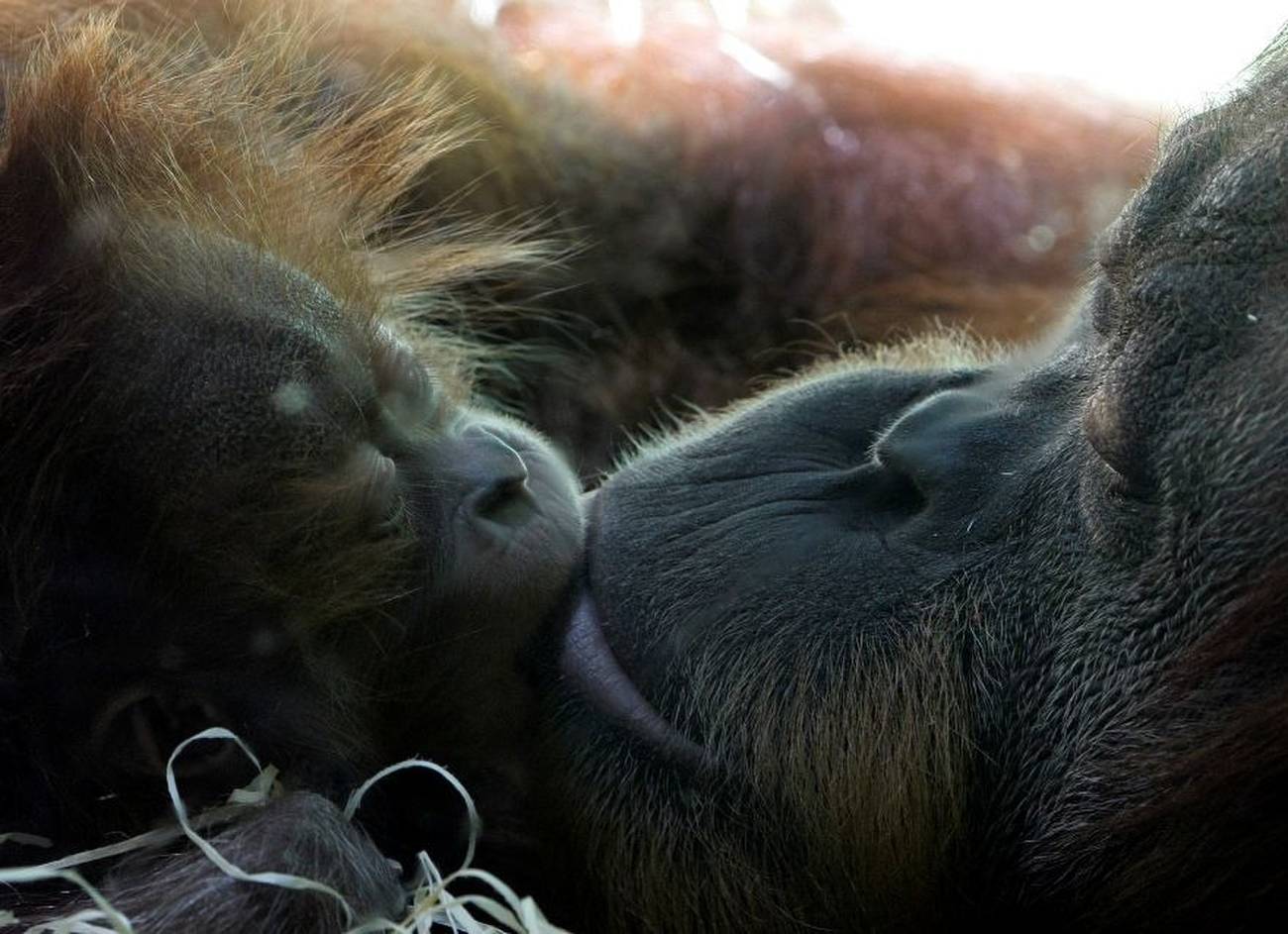 First kiss was likely 20 million years ago by early primates, scientists say