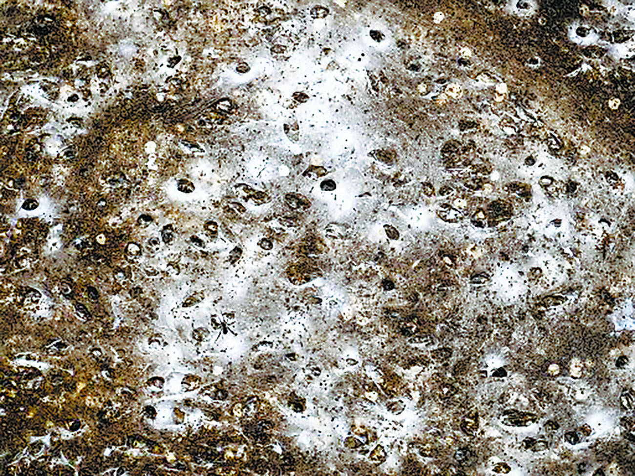 世界最大級のクモの巣を洞窟内で発見　２種類のクモが共存「まるで集合住宅」