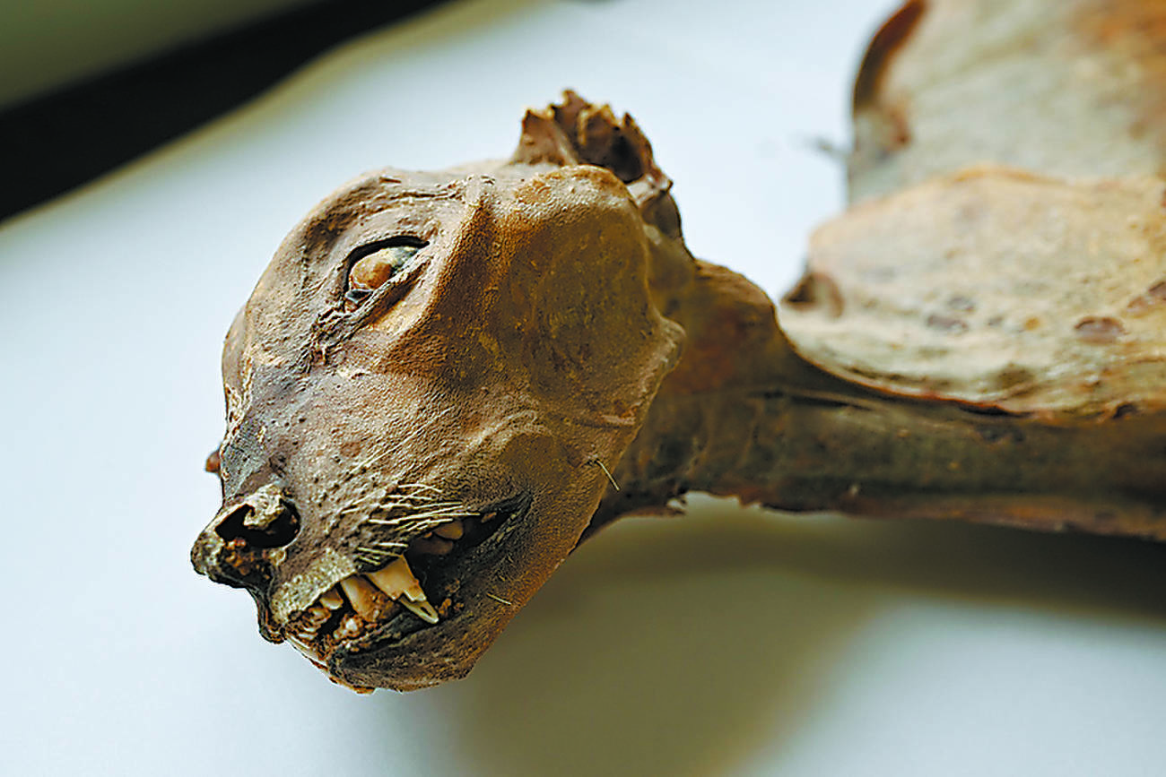 Mummified cheetahs found in Saudi caves shed light on lost populations