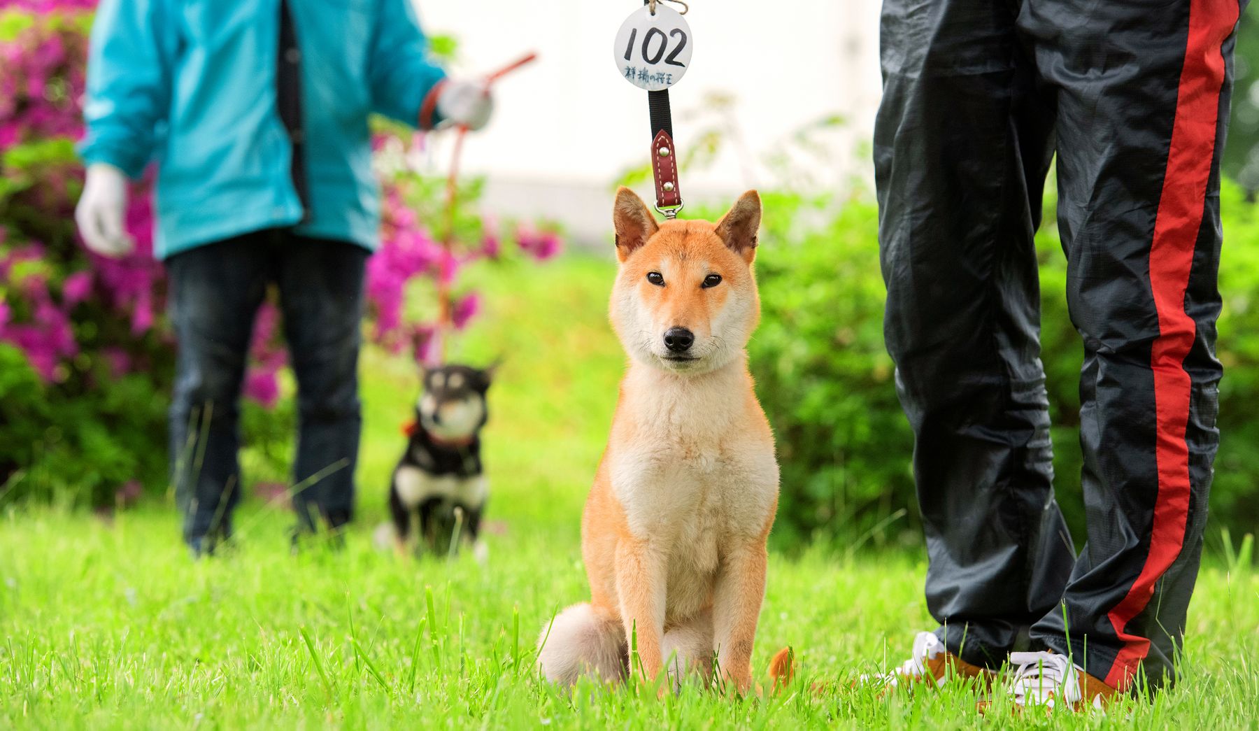 飼い主の会話を「盗み聞き」する犬、最新研究で明らかに　教えていないのに玩具の名前を学習