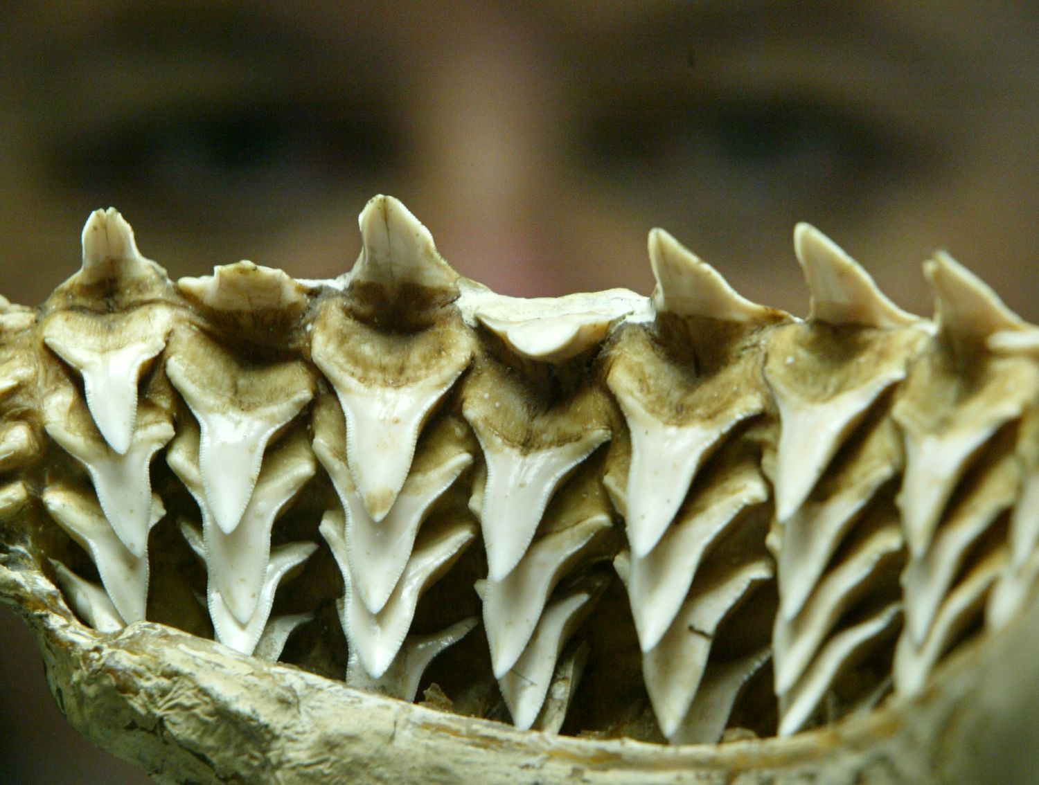 Sharks famous for sharp teeth could grow weaker from ocean acidification