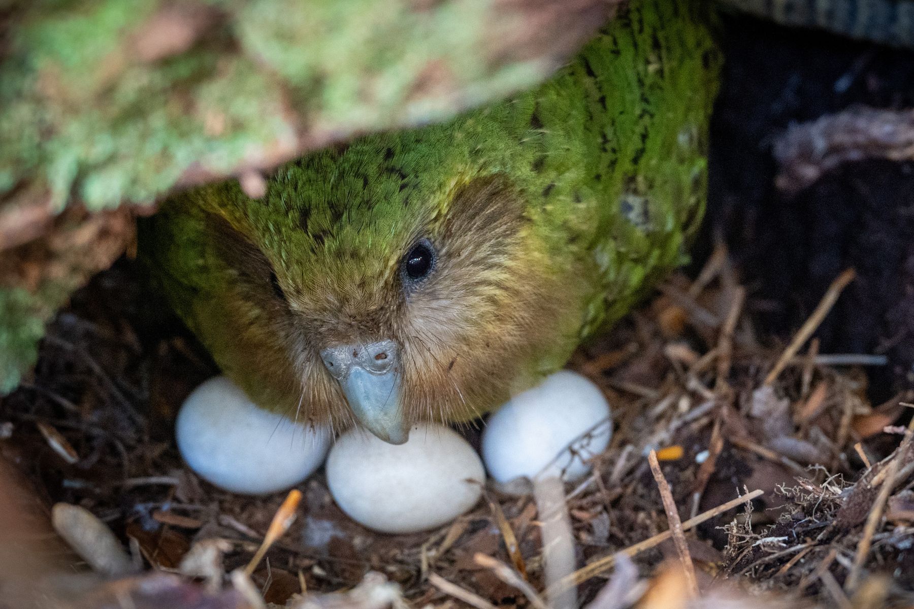 Bumper berries put New Zealand flightless parrot in rare mood for romance