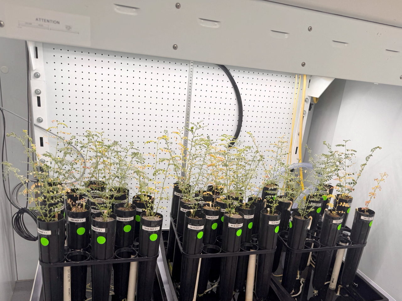 宇宙食の「現地調達」へ前進　月の土を模した物質でひよこ豆収穫に成功