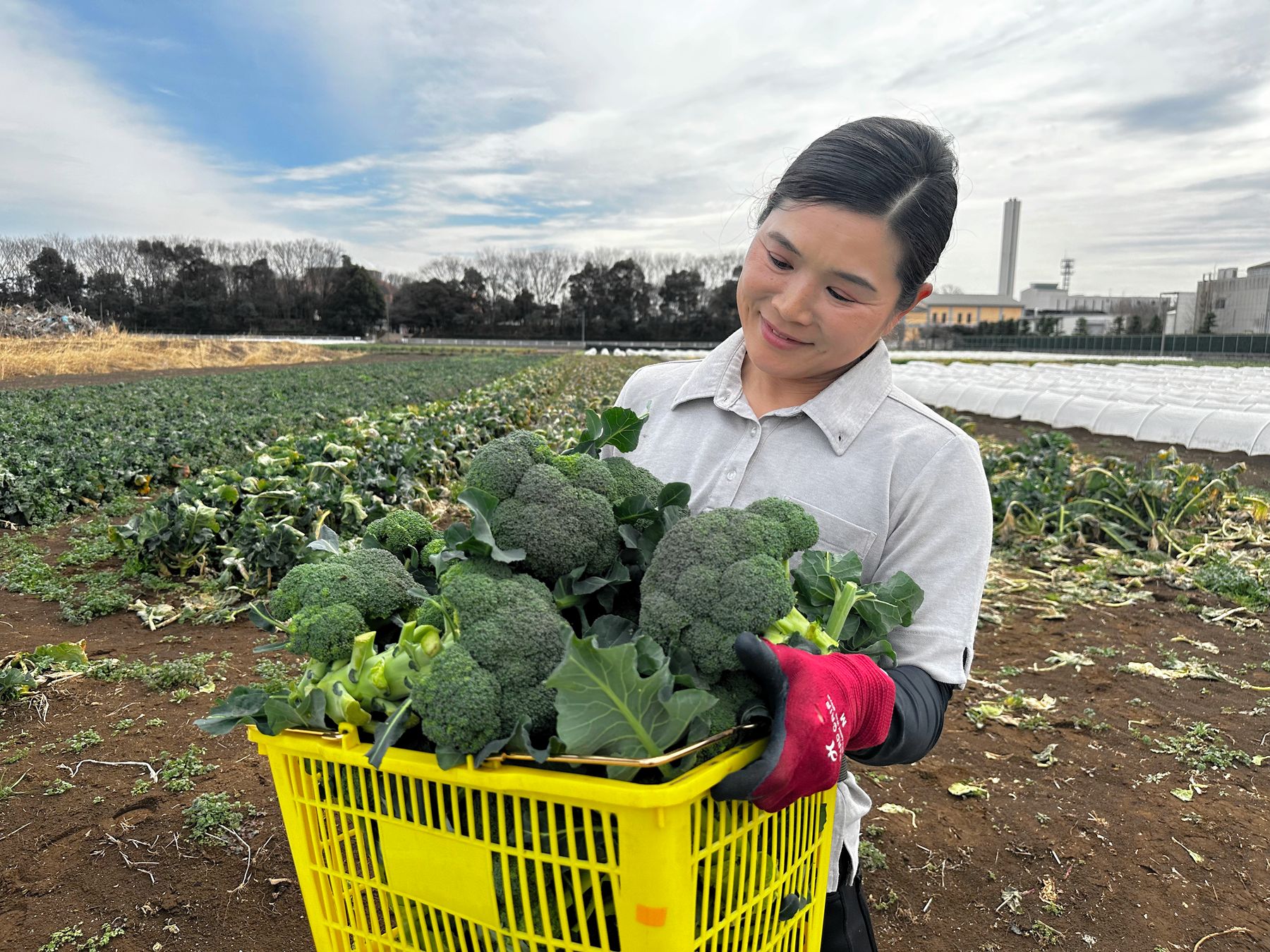 ブロッコリーを「指定野菜」に　国が「不可欠」認定、安定供給後押し