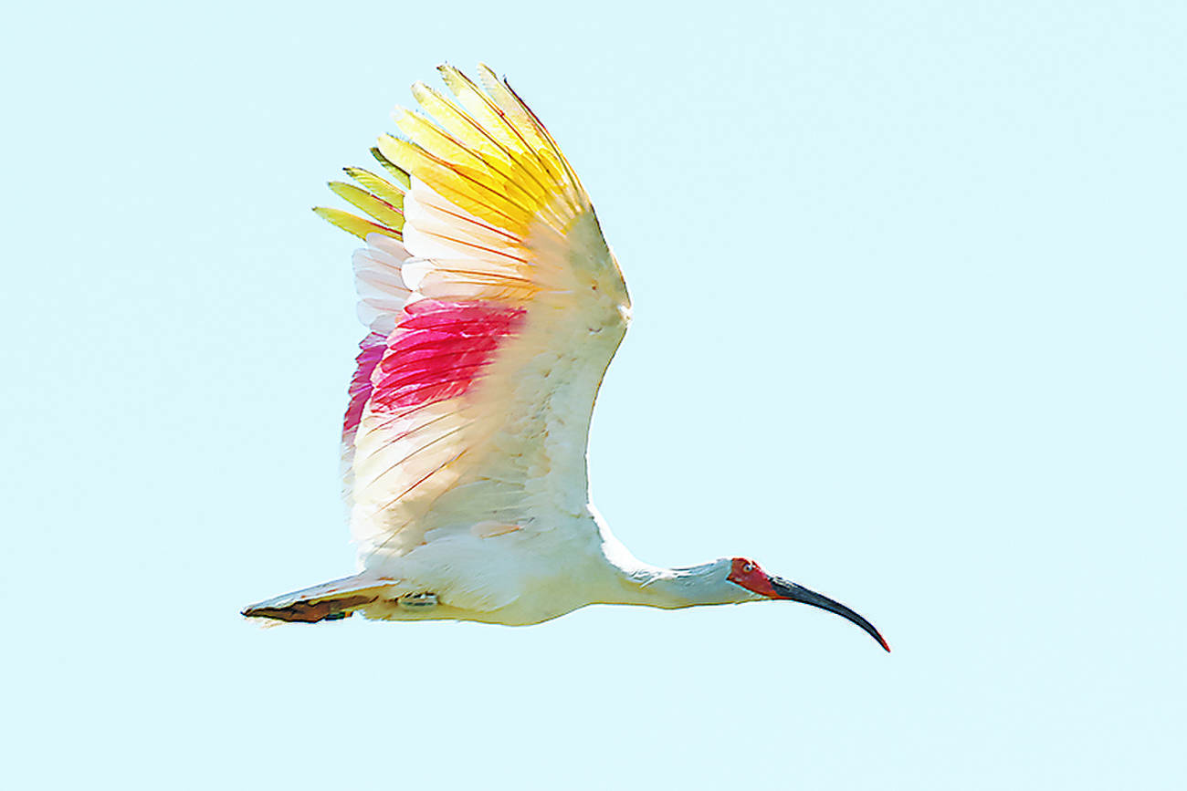 本州で初　石川・羽咋でトキ放鳥