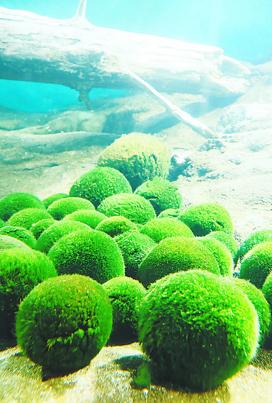 マリモがやせた 気候変動で厚さが30年で1センチ減 | 朝日ウイークリー