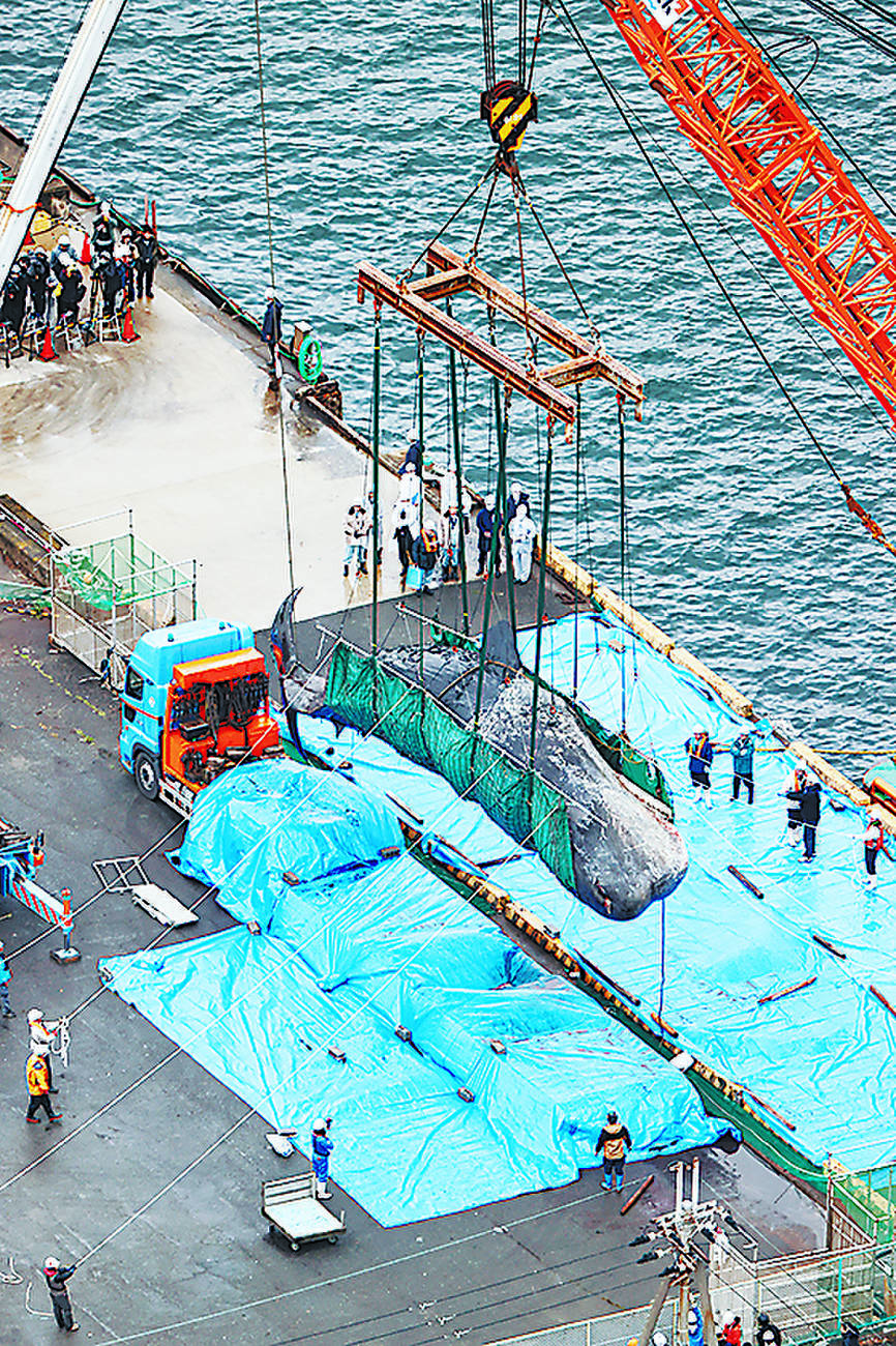大阪湾に迷い込んだクジラ死ぬ | 朝日ウイークリーデジタル(Asahi