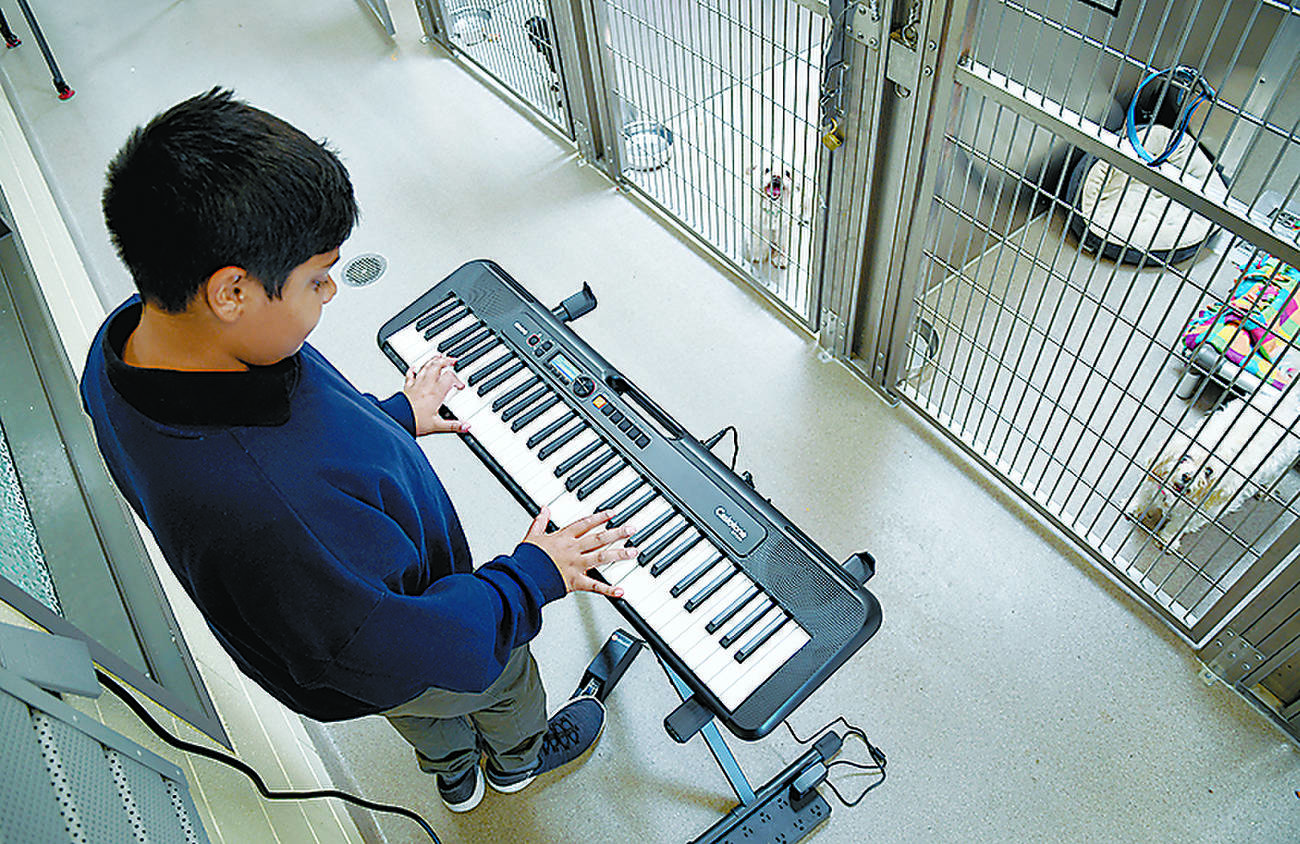 Volunteers play music to soothe animals