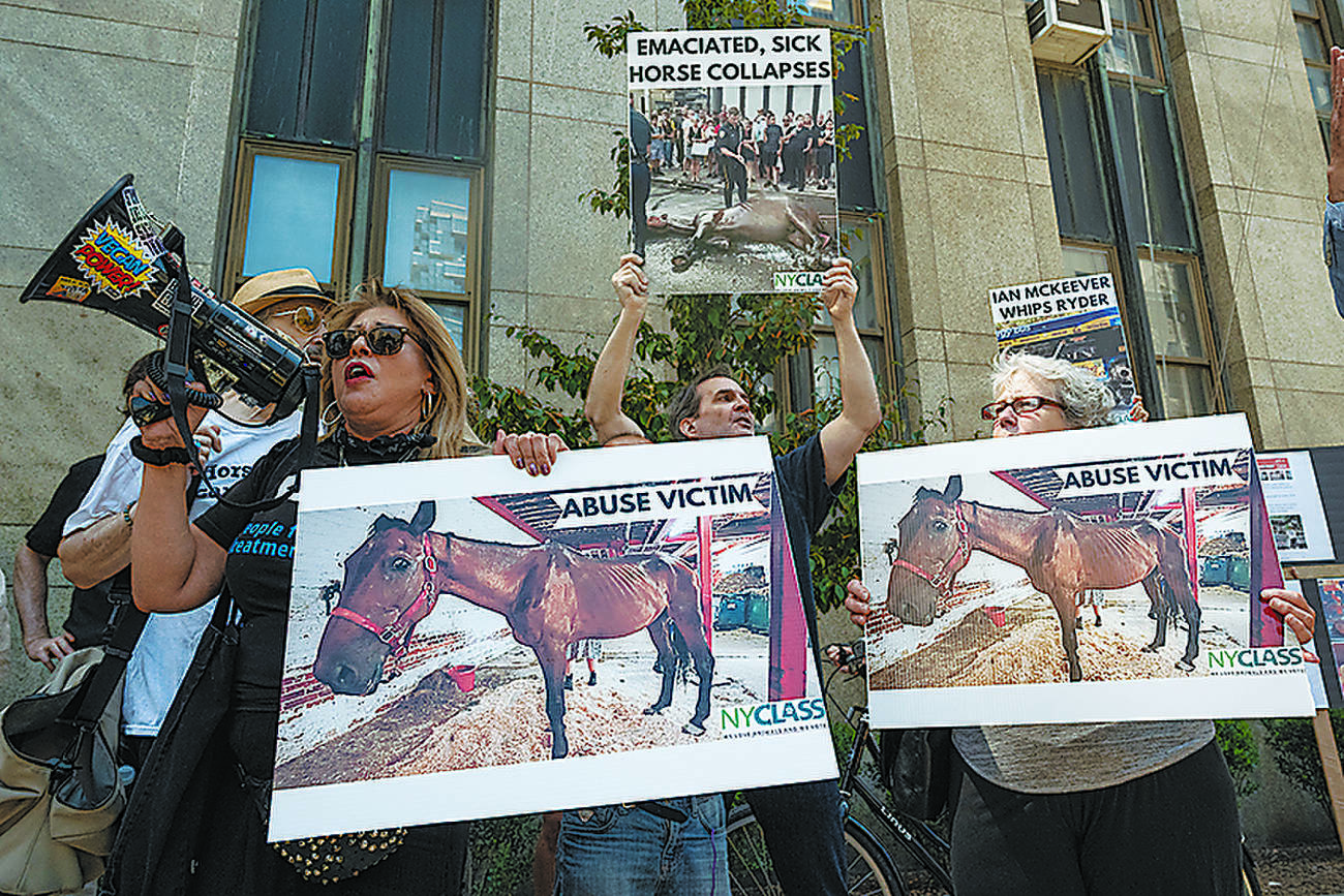 NYC driver acquitted of cruelty to horse