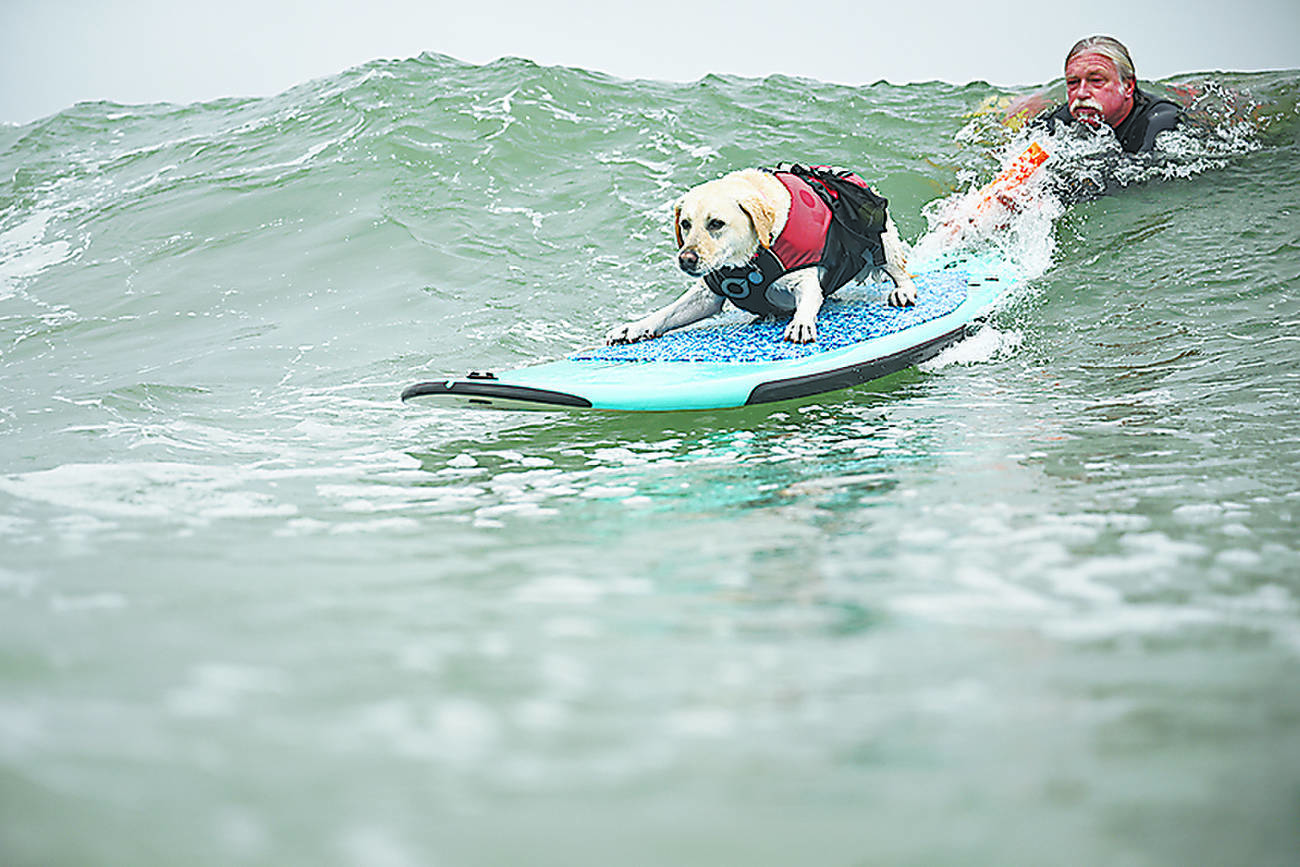 Wave-riding canines compete in surfing event
