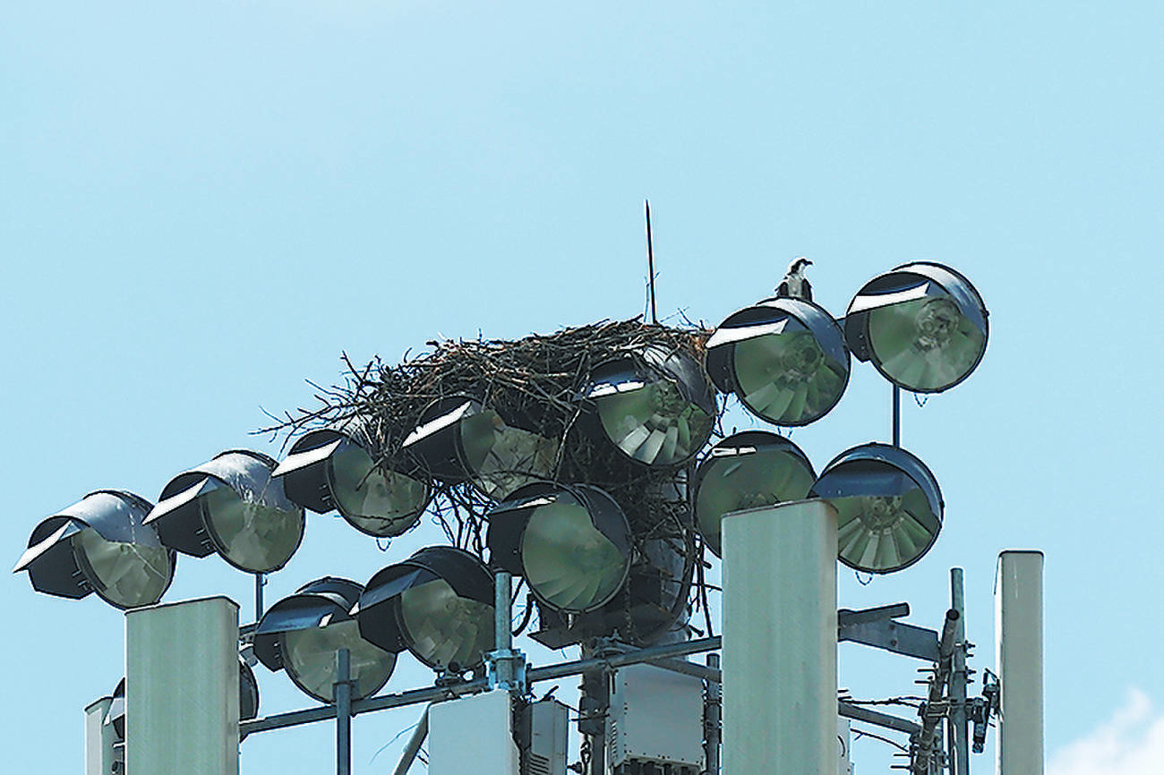 夜の試合を中止に追い込んだ鳥