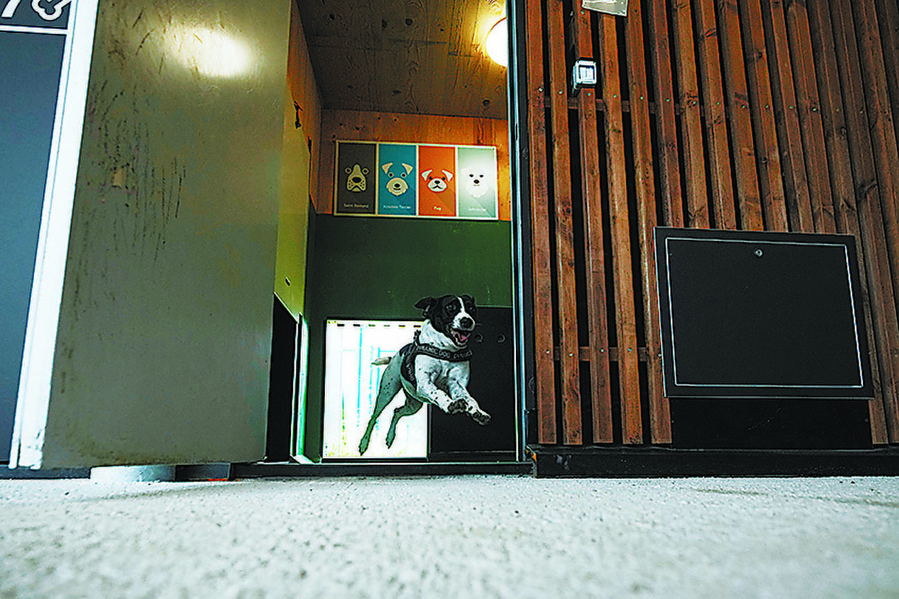 Luxury dog hotel opens at Rome airport