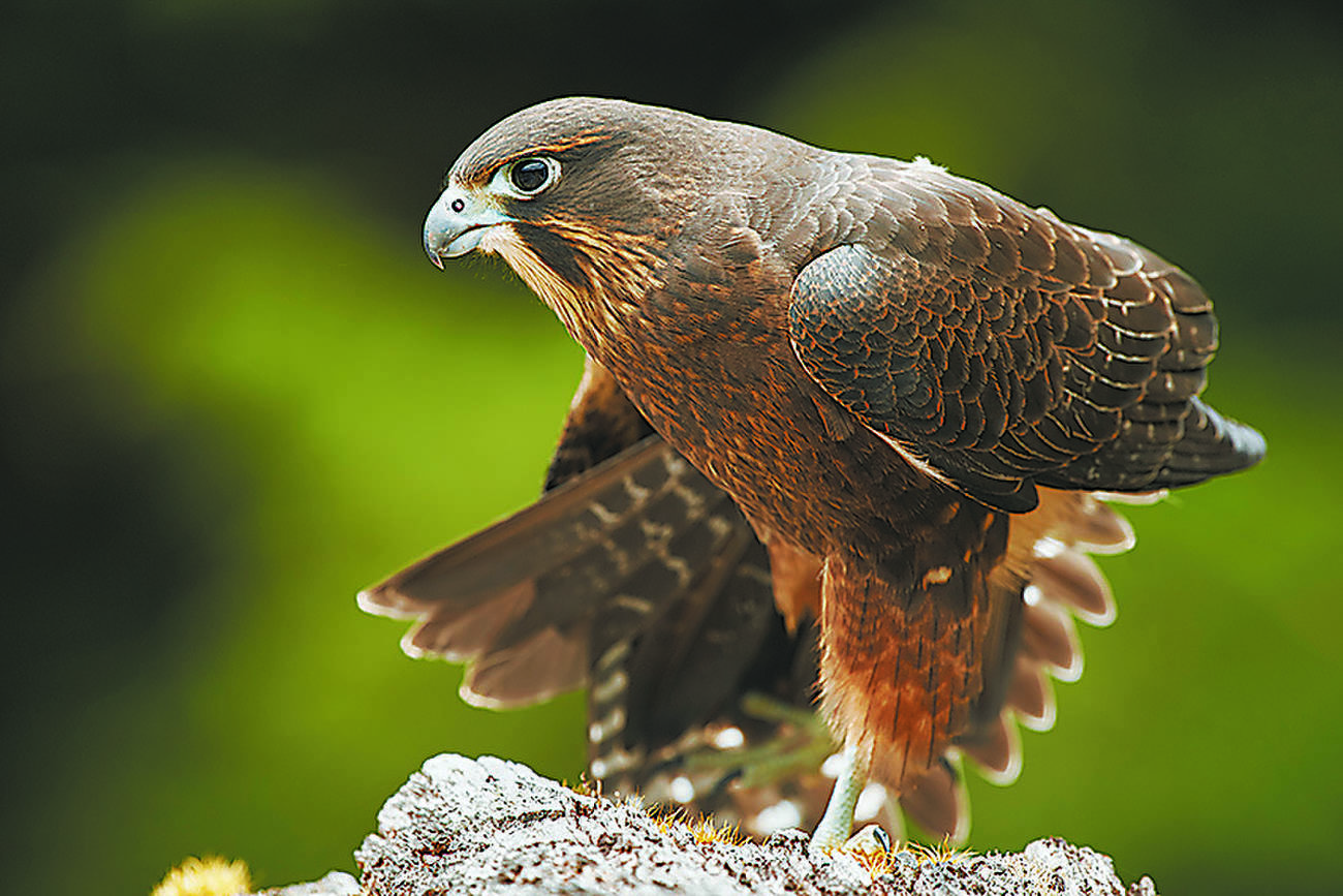 Rapacious raptor wins NZ bird election
