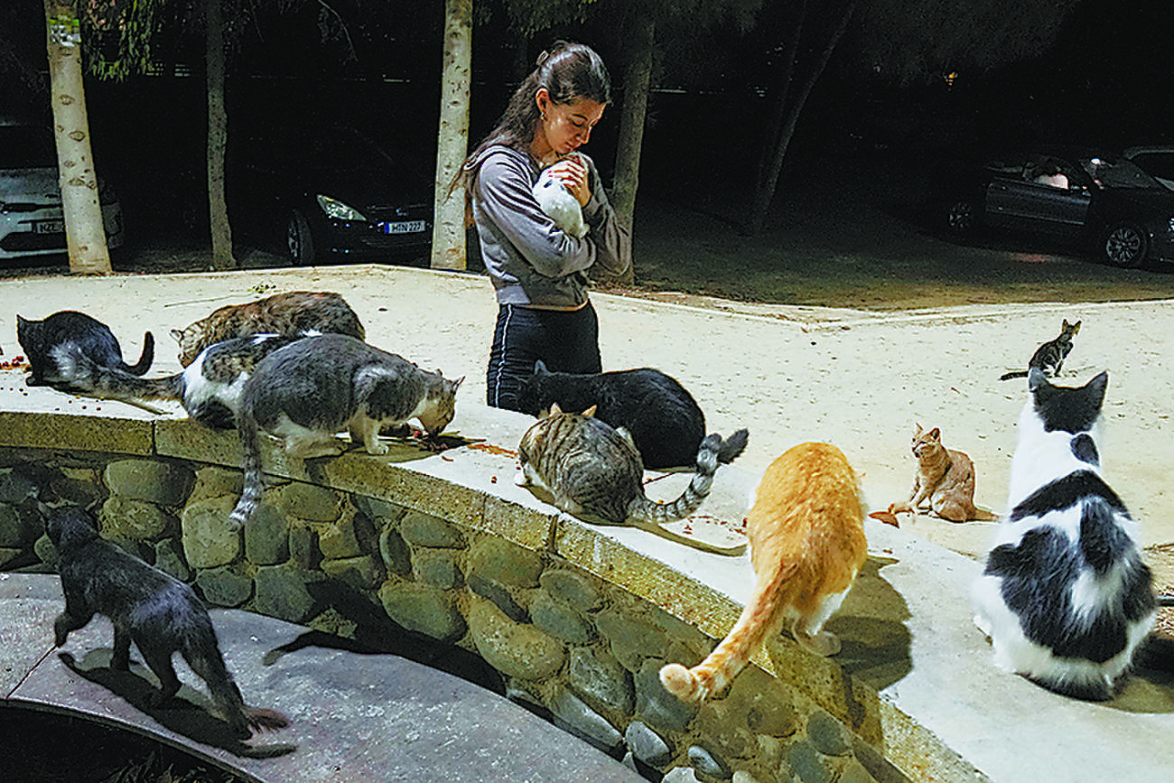 キプロスのネコ問題：住民一人あたり一匹という現実