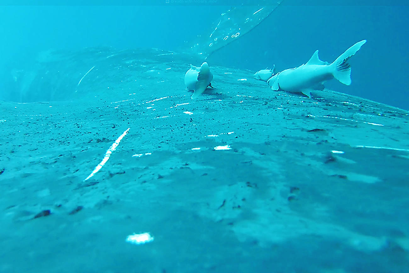 Rare footage shows remoras riding on whale