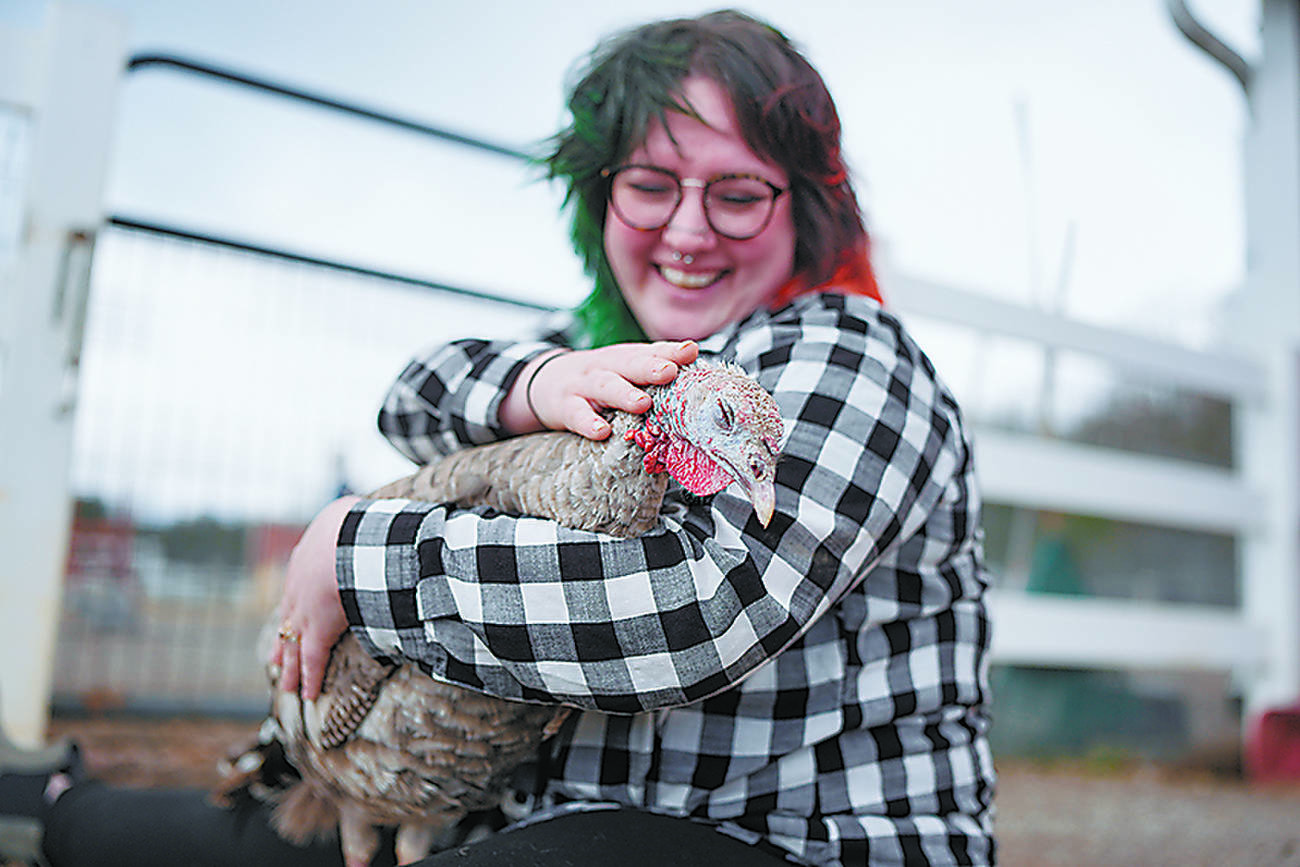 食べるためではなく寄り添うために飼われている七面鳥