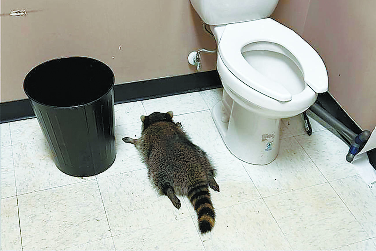Drunken raccoon passes out in liquor store