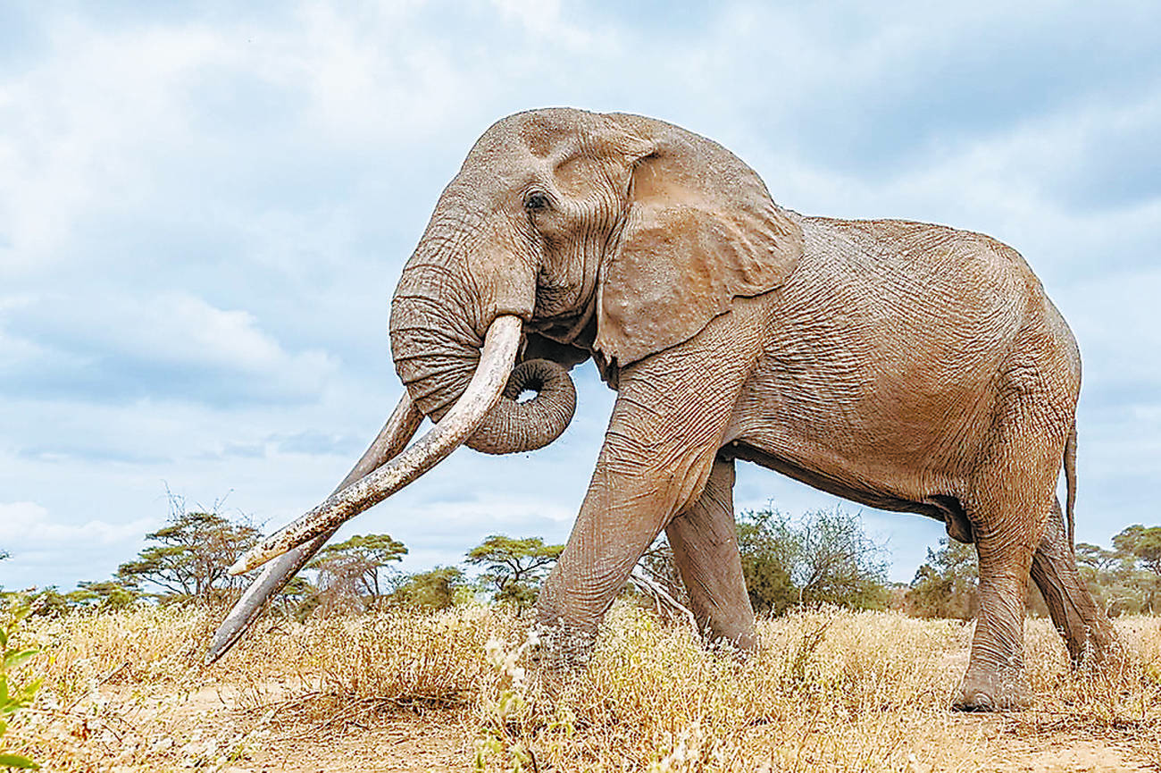 Kenyan ‘super tusker’ elephant dies aged 54