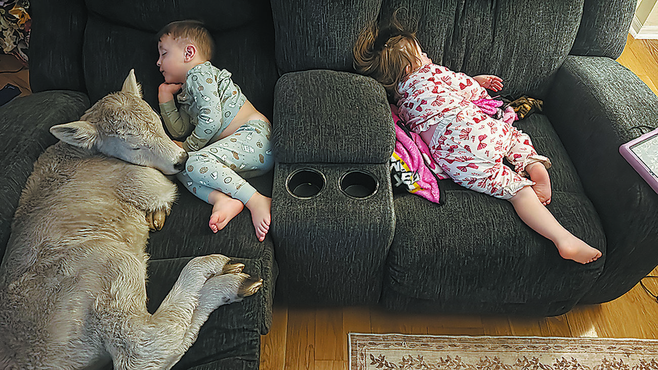Farmer welcomes calf born in icy cold