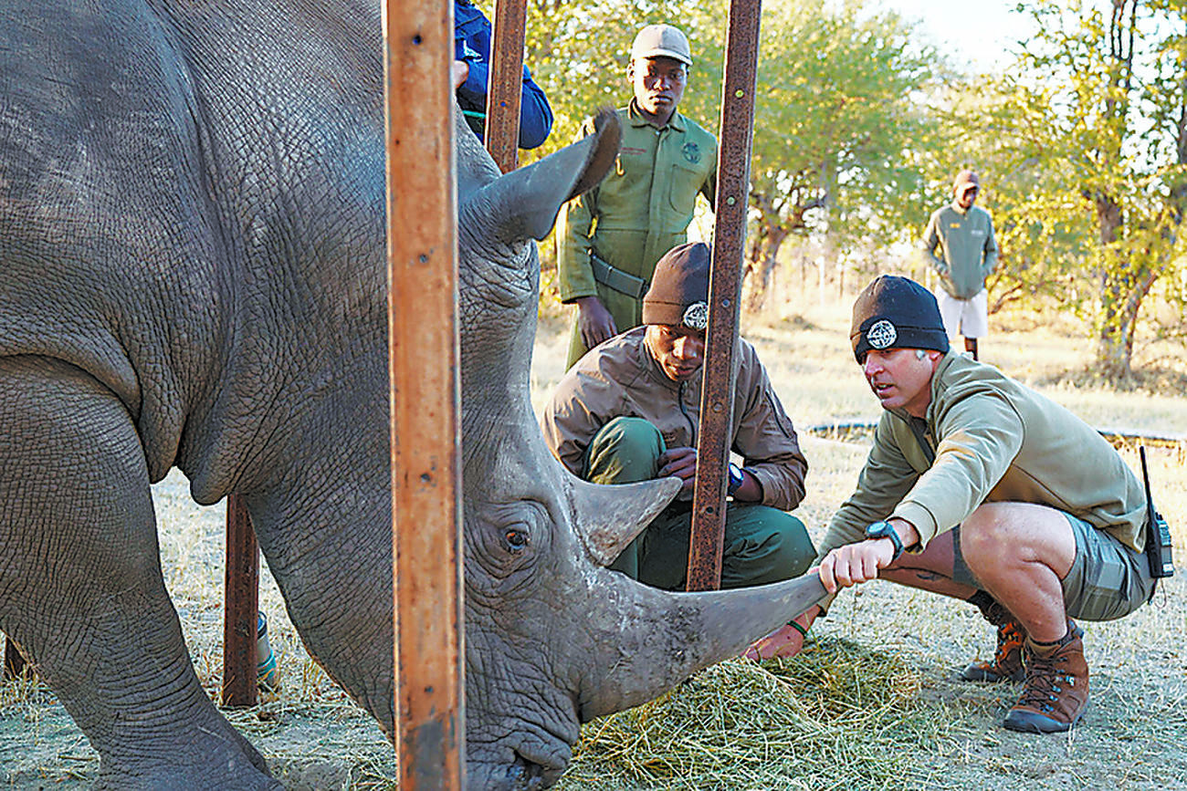 「ばかげている」計画のおかげでサイの視力が救われる