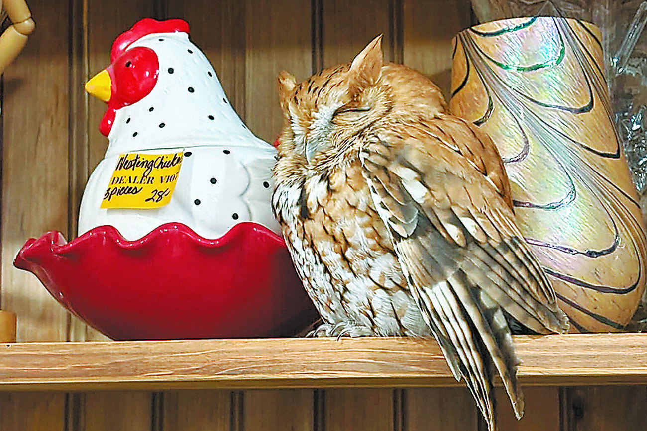 フクロウが骨董品店の棚で置物のような姿で昼寝