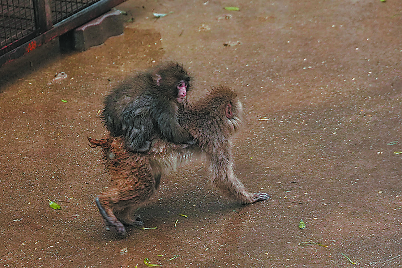 親のいないサル、ぬいぐるみから「卒業」