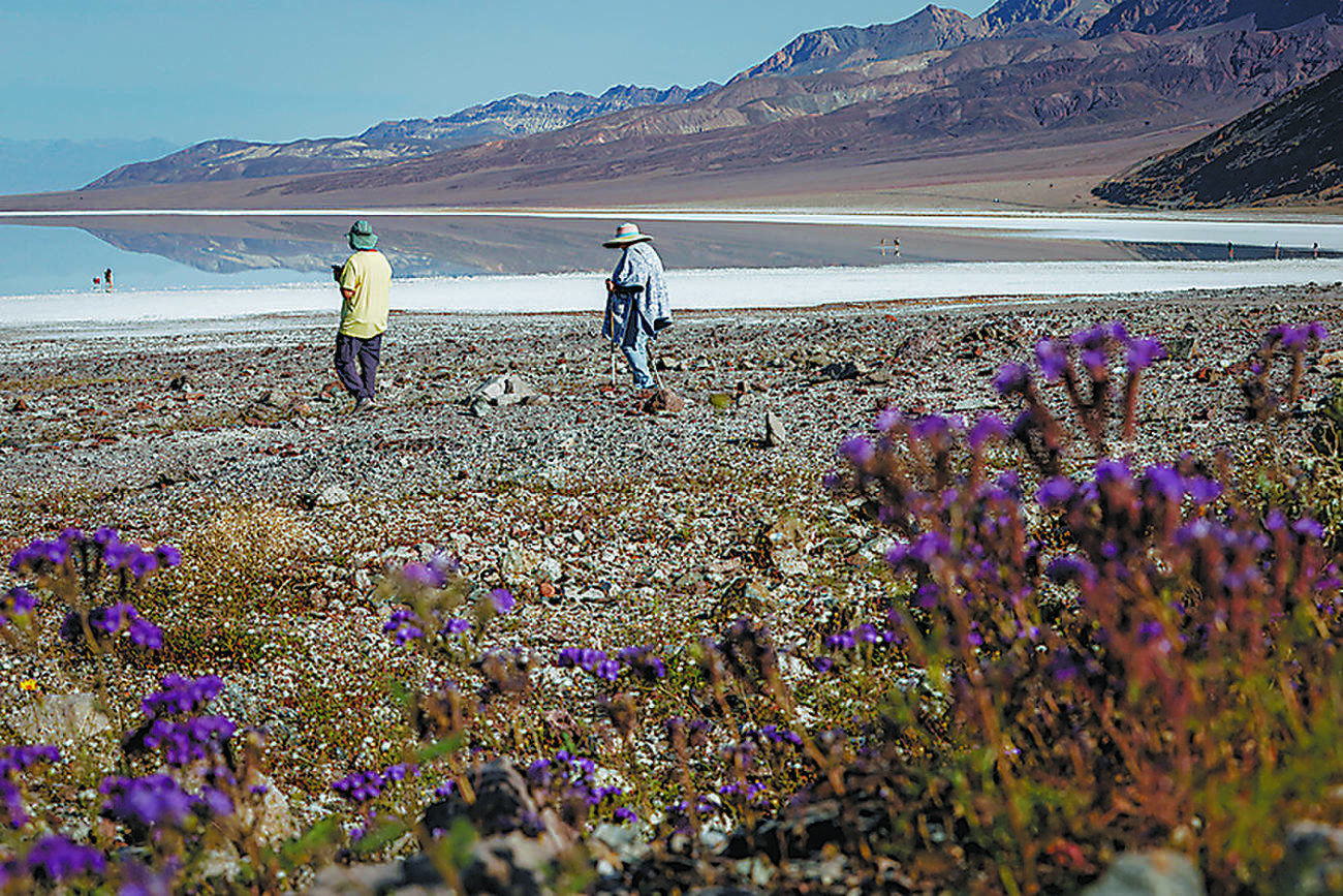 米デスバレーで10年に一度の「スーパーブルーム」