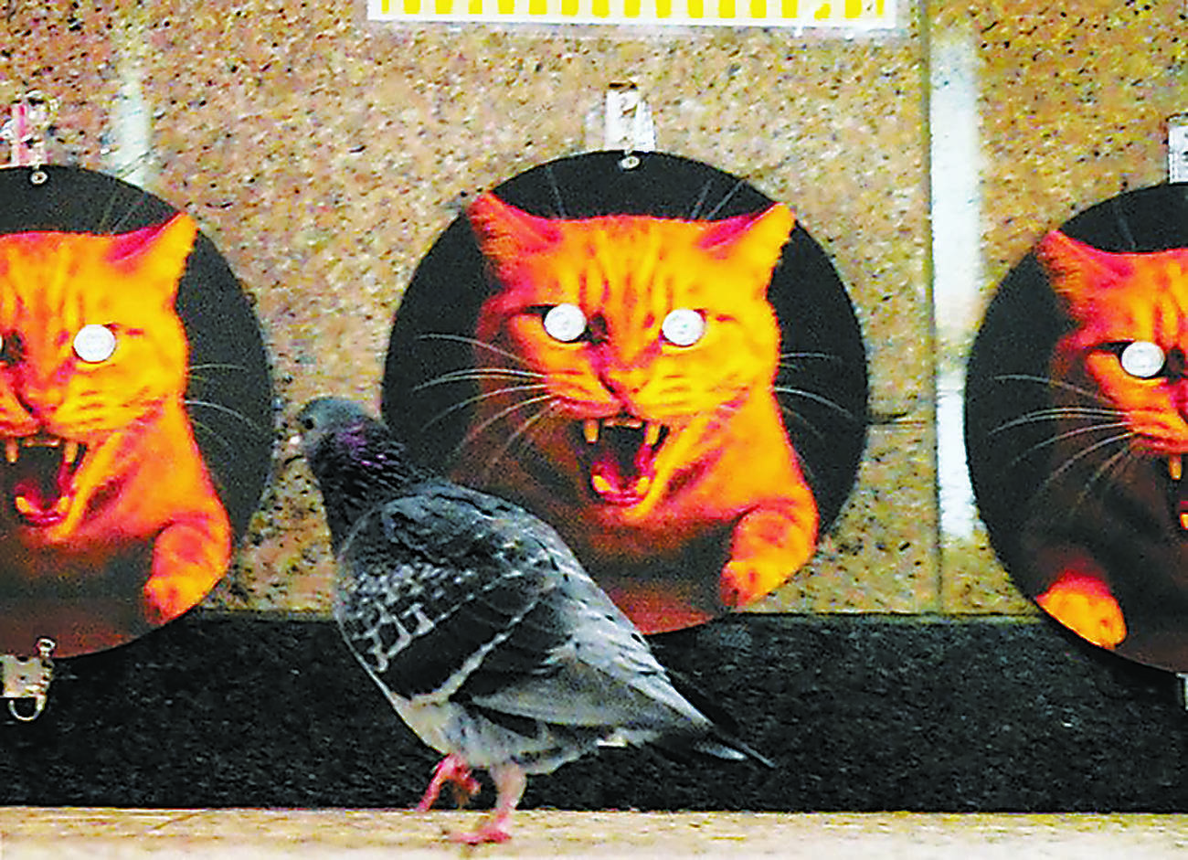 にらみを利かせるネコの「目」、新手のハトよけに