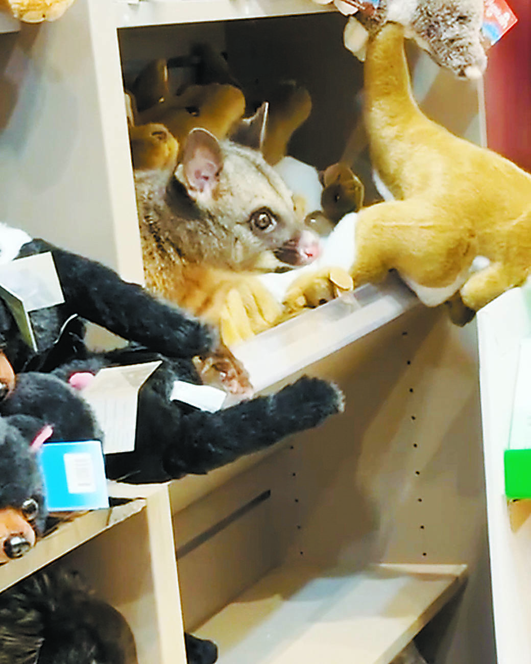 豪州の空港売店　動物のぬいぐるみの間に本物