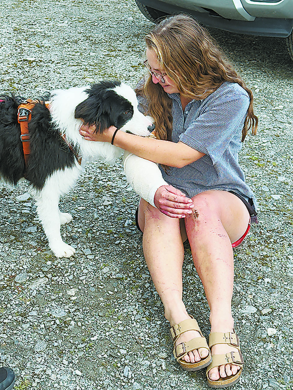 ニュージーランドの奥地で行方不明の犬　捜索のため広がった善意