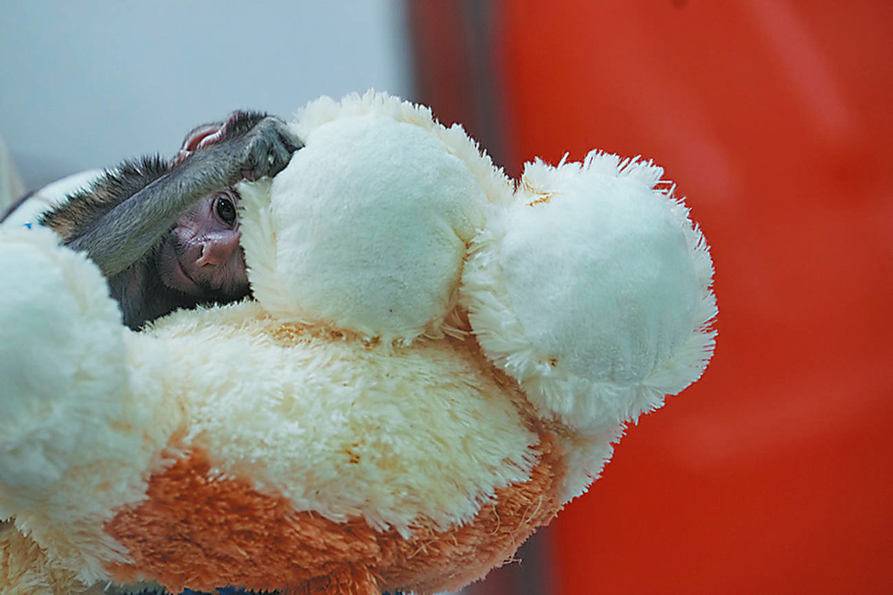 Baby monkey Yuji finds comfort in a plushie