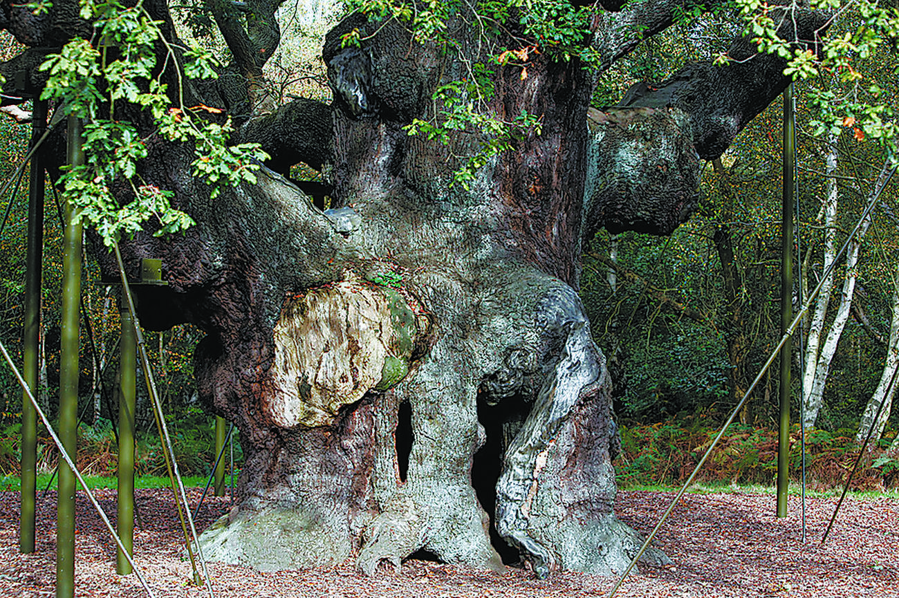Ancient oak tied to Robin Hood legend dies