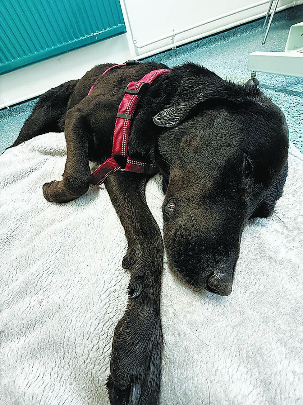 Dog owner grateful for rescue of stoned dog