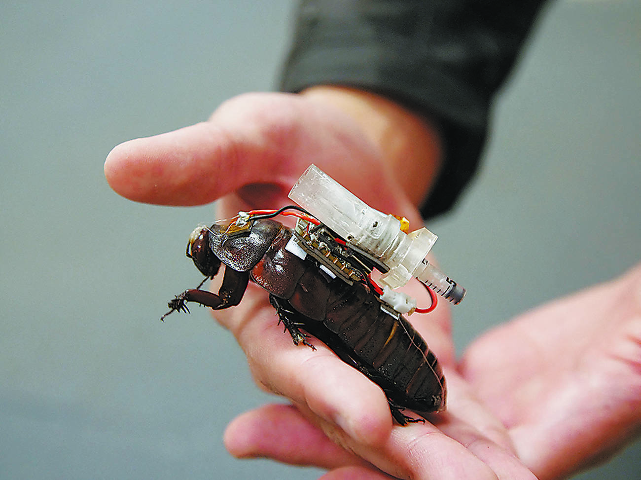 Cyborg roaches used for medical missions