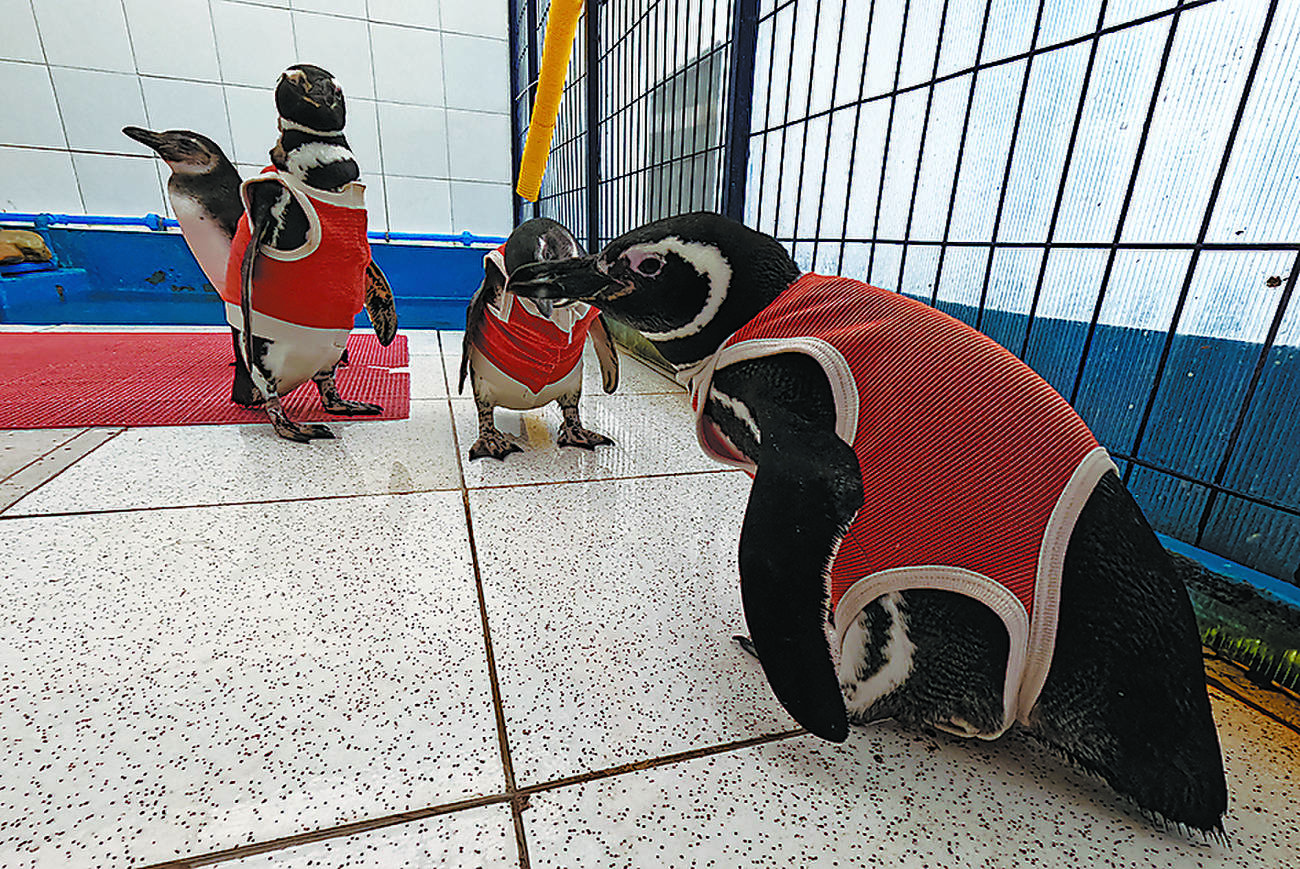 Copper suits help injured penguins recover