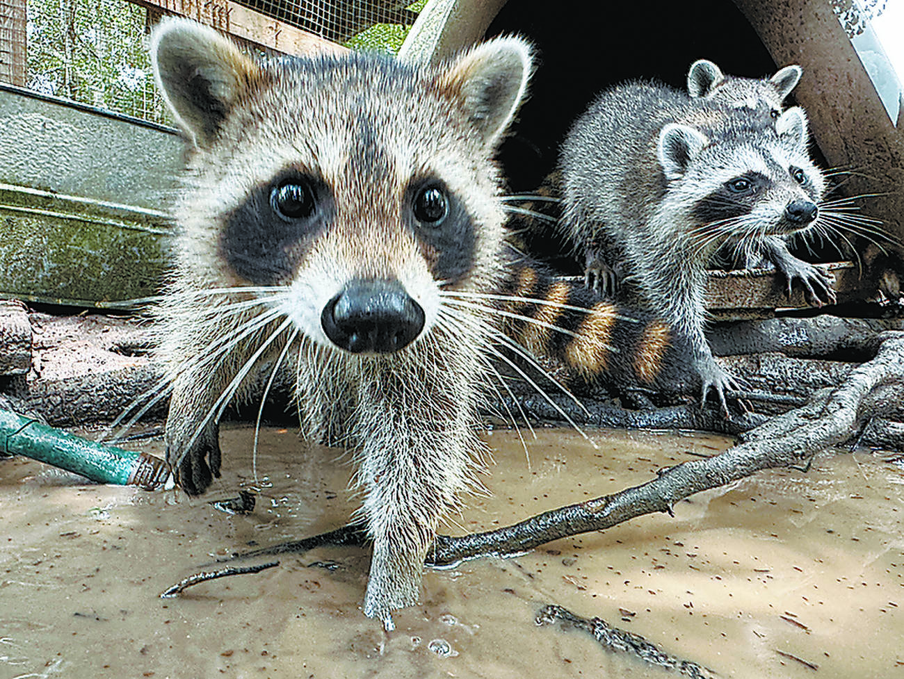 Raccoon boot camp teaches kits to survive