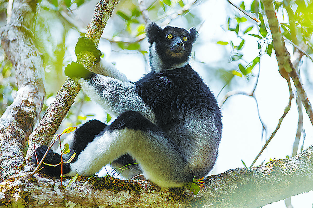 Singing lemurs may use a soprano-like trick