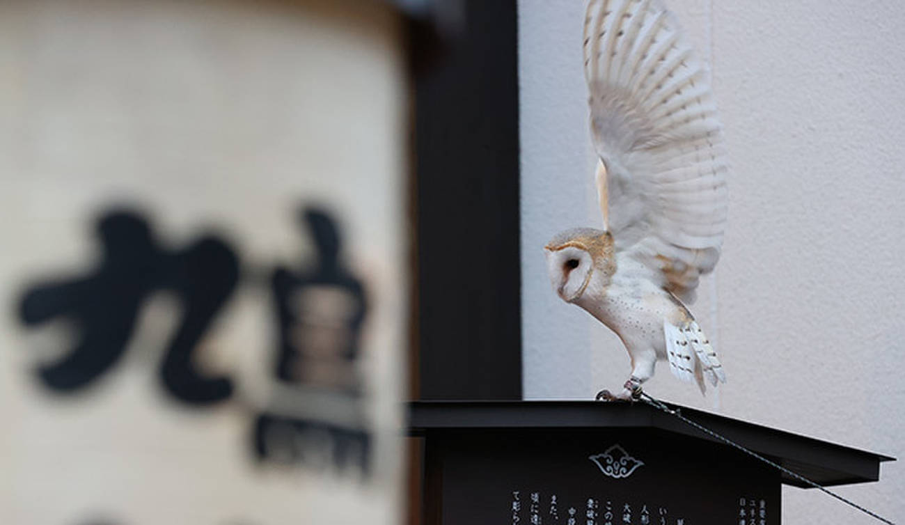 天声人語）フクロウをペットにする | 朝日ウイークリーデジタル(Asahi 